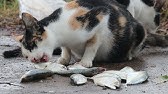 猫の鋭い嗅覚はフグの毒を見抜く Youtube 猫の鋭い嗅覚はフグの毒を見抜く Youtube