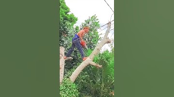Vua khỉ cưa cây cóc cầy né đường dây điện #short #vuakhi