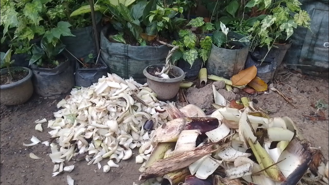 Buat kompos dari bonggol pohon pisang 
