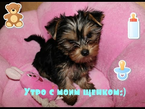 Утро с моим щенком. Кормление, уход, расчесывание. Йоркширский терьер.