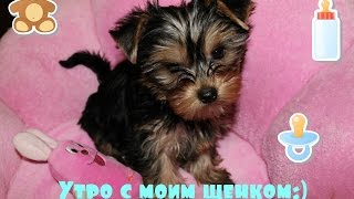 Утро с моим щенком. Кормление, уход, расчесывание. Йоркширский терьер.