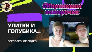 Улитки и голубика // на даче