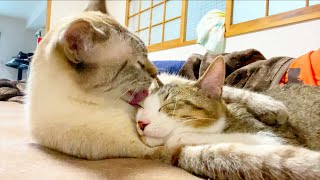 甘えん坊な猫ちゃんの動画を配信するユーチューバー特集！