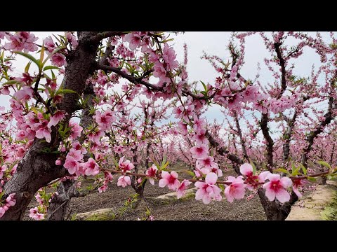 Video: Peach cog rau lub caij nplooj zeeg. txiv duaj pruning