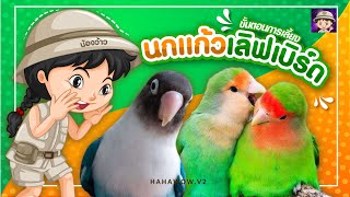 นกเเก้วเลิฟเบิร์ด รู้ก่อนเลี้ยง/ Love Bird Parrot