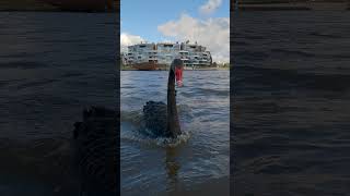 Black Swan Chased Me