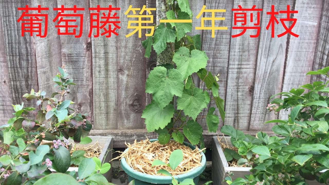 如何种葡萄 No 7 如何对葡萄藤进行第一年的冬季剪枝 Youtube