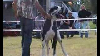 Dogshow/Champion Bodyguard grösster Hund Deutschlands