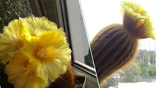 видео: цветение кактуса🌵 Notocactus (Parodia) leninghausii картинка: цветение кактуса🌵 Notocactus (Parodia) leninghausii