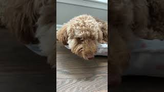 My Dogs Reaction is Beautiful #foryou #fypシ #viral #funnyshorts #funny #dog #dogs #goldendoodle #fyp