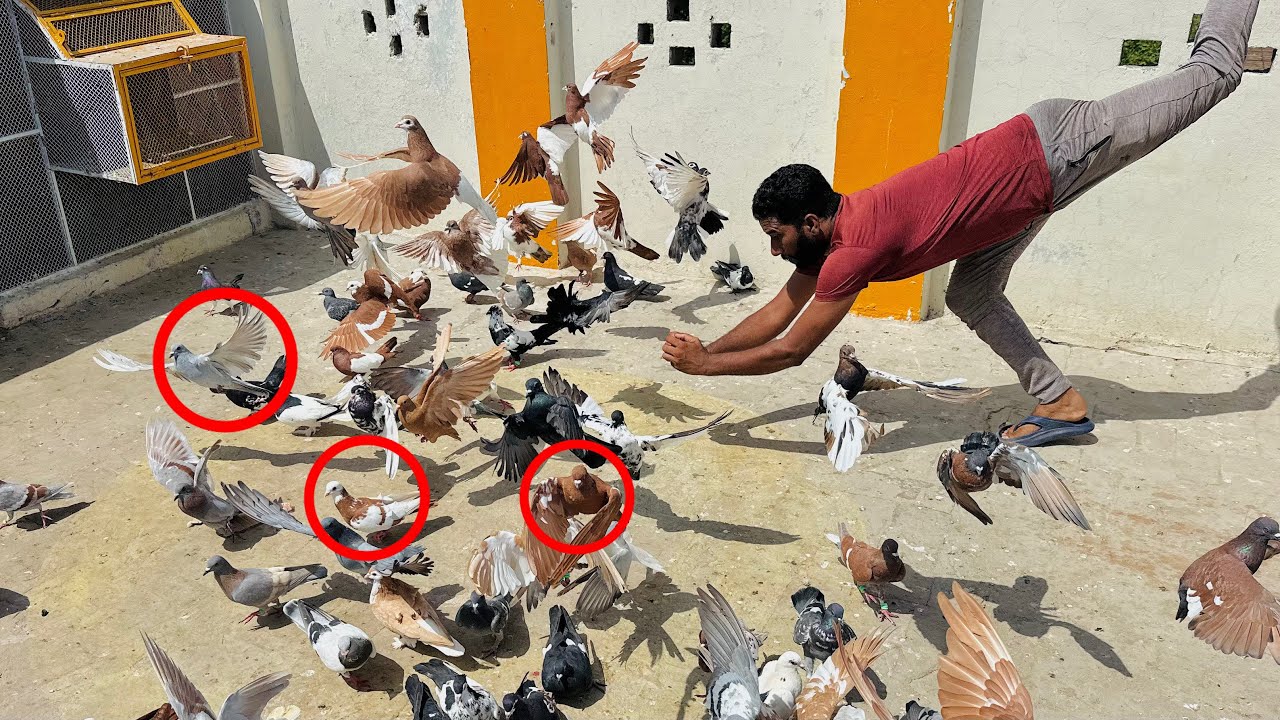 Aaj kisi Kay 3 kabutaron ko utar liya or Ring wala racer kabutar nikal gya 😳😱