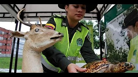 ¿Cuáles son las funciones de la policía ecológica?