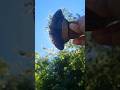 I made this Ulu from Volcanic Glass: Obsidian Bushcrafter #wildernesssurvival #wildernessculture