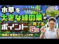 【全アクアリスト必見】水草を大きな緑の葉に育てるポイント5つ！照明と栄養のバランスで解決！