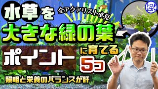 【全アクアリスト必見】水草を大きな緑の葉に育てるポイント5つ！照明と栄養のバランスで解決！