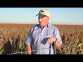 Sorghum: The Smart Choice