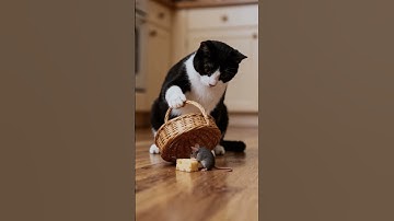 This Is a Trap! 🐭🧀 The Cat’s Clever Plan #cat #mouse #trap #funnyanimals #shorts