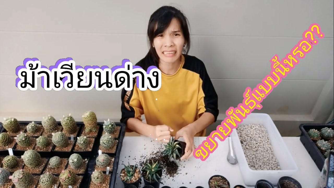 นุ่น Ep.3 ม้าเวียนด่างขยายพันธุ์แบบนี้หรอ?? 19 ต.ค. 2019