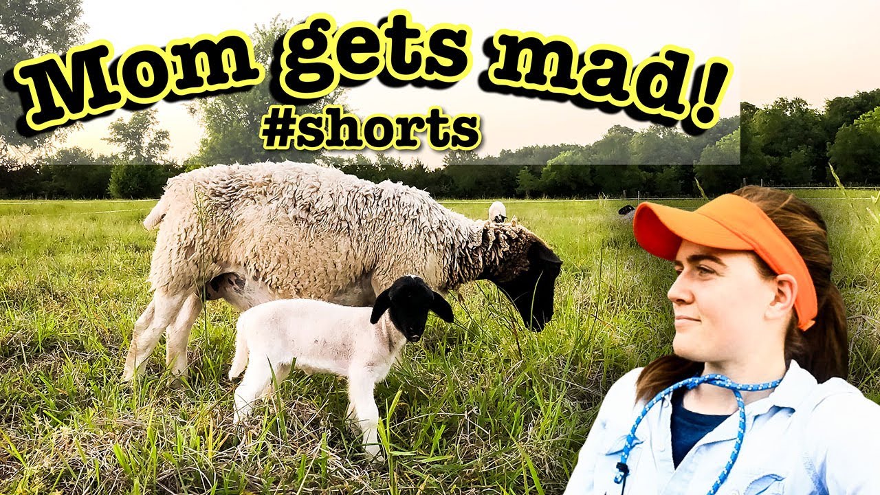 PETTING BABY SHEEP... then MOM GETS MAD! 