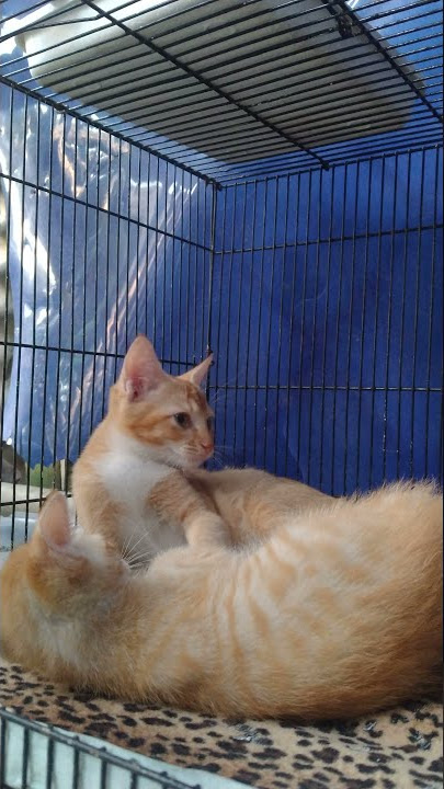 Kan,di tabok miuw :'D . Seberapa barbar kucing oyen kamu ?