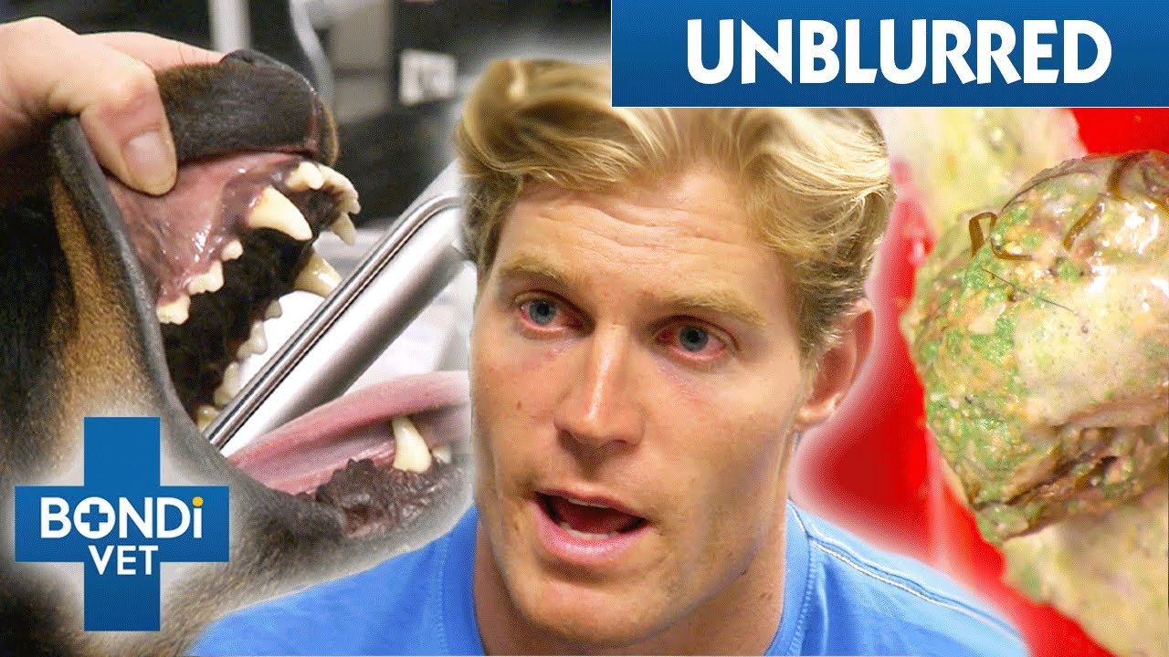 UNBLURRED Will Poisoned Dog Lose Battle Against Snail Bait? 😭⚠️