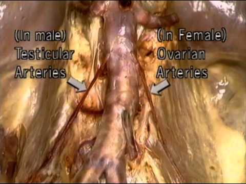 14 Arterias De La Región Abdominal