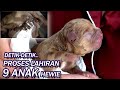 MENEGANGKAN ! DETIK2 ANJING PITBULL MELAHIRKAN.#HEWIE PITBULL