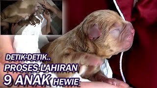 THRILLING ! WHEN A PITBULL DOGS GIVE BIRTH PUPPIES.#HEWIE PITBULL
