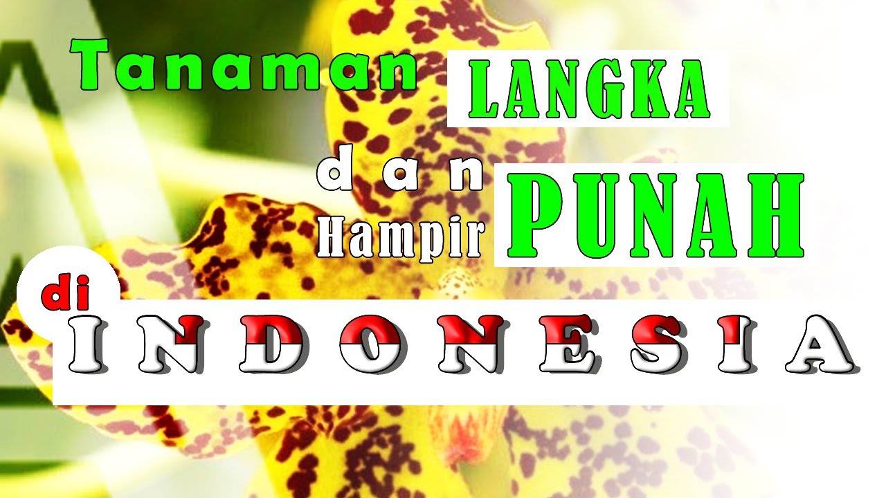 10 Tanaman Langka dan Hampir Punah Di Indonesia