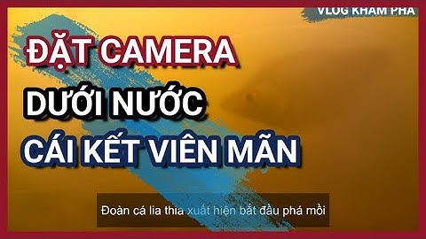 Đặt Camera Dưới Nước Quay Ổ Mồi Câu Lục Và Cái Kết Viên Mãn.