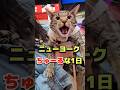 ニューヨークで日本のちゅーるを食べた海外猫の反応