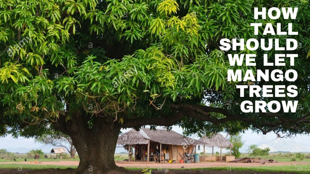 How Tall Should Mango Trees Be YouTube How Tall Should Mango Trees Be YouTube