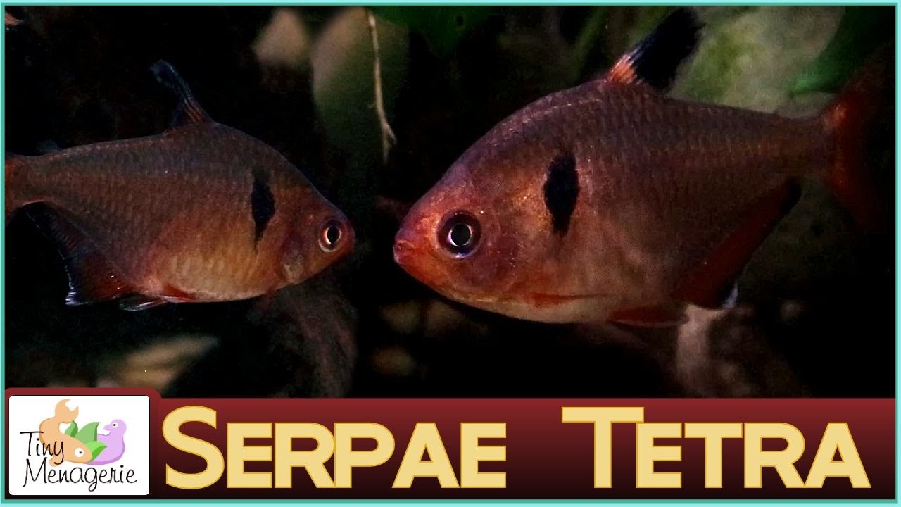 Serpae Tetra – Aqua Huna