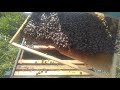 Вопрос к пчеловодам , какая цена пчелосимей??