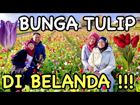 Video: Tulip Adalah Keindahan Musim Semi