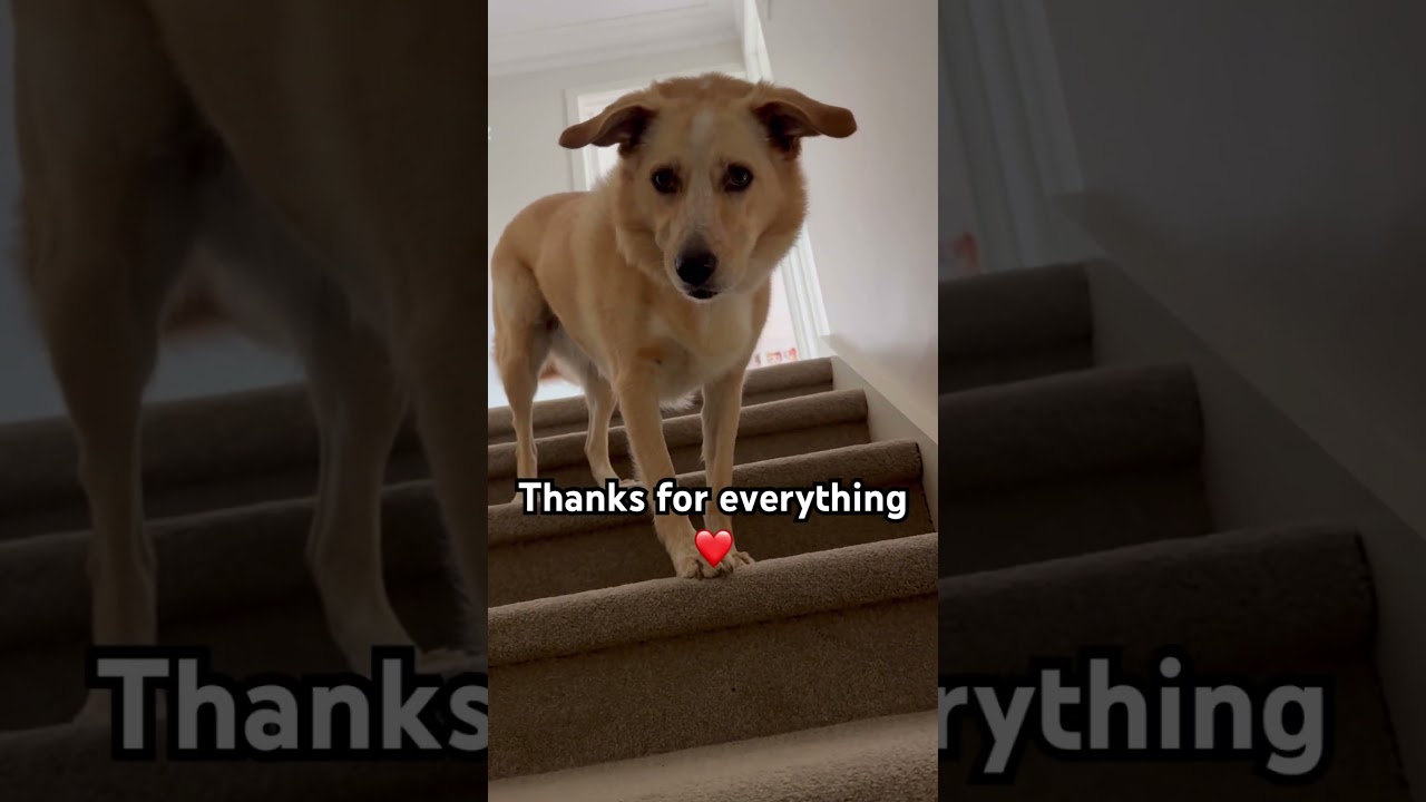 моя лучшая подружка 