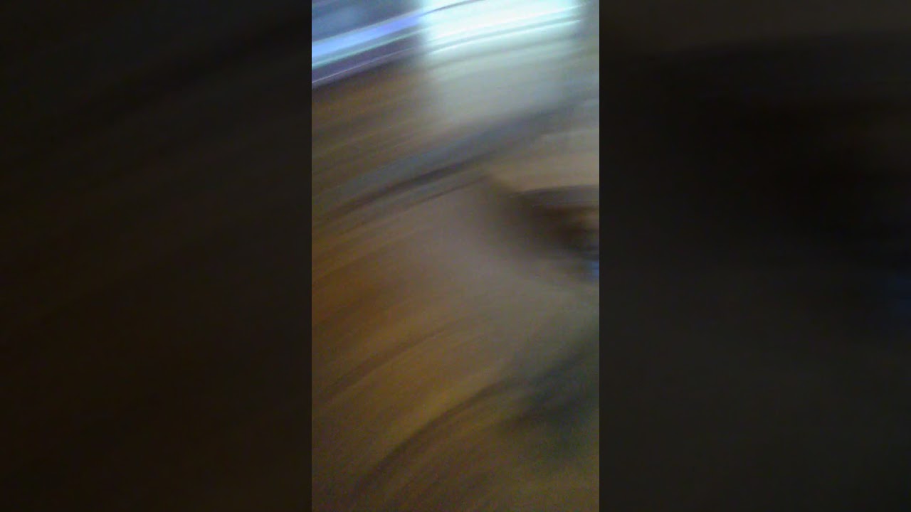 what dogs do when home alone