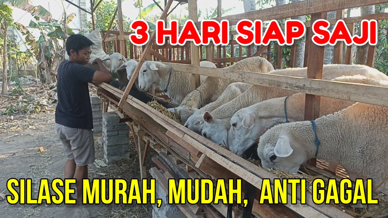 BONGKAR RAHASIA SILASE TERMURAH CUKUP 3 HARI SIAP SAJI