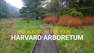 4K Rainy Day Nature Walk - Harvard University Arboretum - Boston, MA - 3D Binaural Audio ASMR