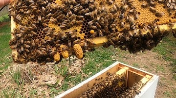 Honey bee splits - Multiple queen cells - Simple method