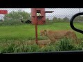 Big cat MOM drives around the compound!