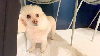 Day in the Life of My Sensitive Rescue Poodle (she hides when I’m not looking)