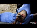 Wounded and rescued, wild piglets get the greatest gift of all...