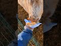 Daisy Duke | Scottish Highland | Morning Routine Living On A Farm