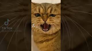 kucing dikejar ular mainan