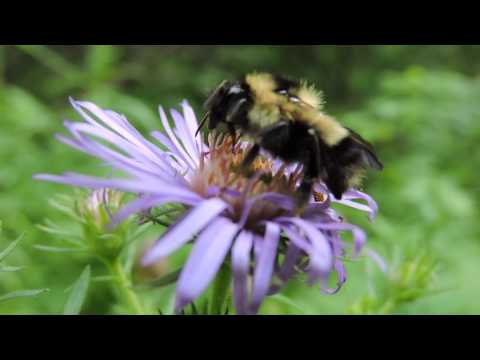 Bumblebee collecting pollen, Nikon Coolpix P530