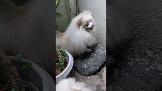 Mochi, A Japanese Spitz X Pomeranian