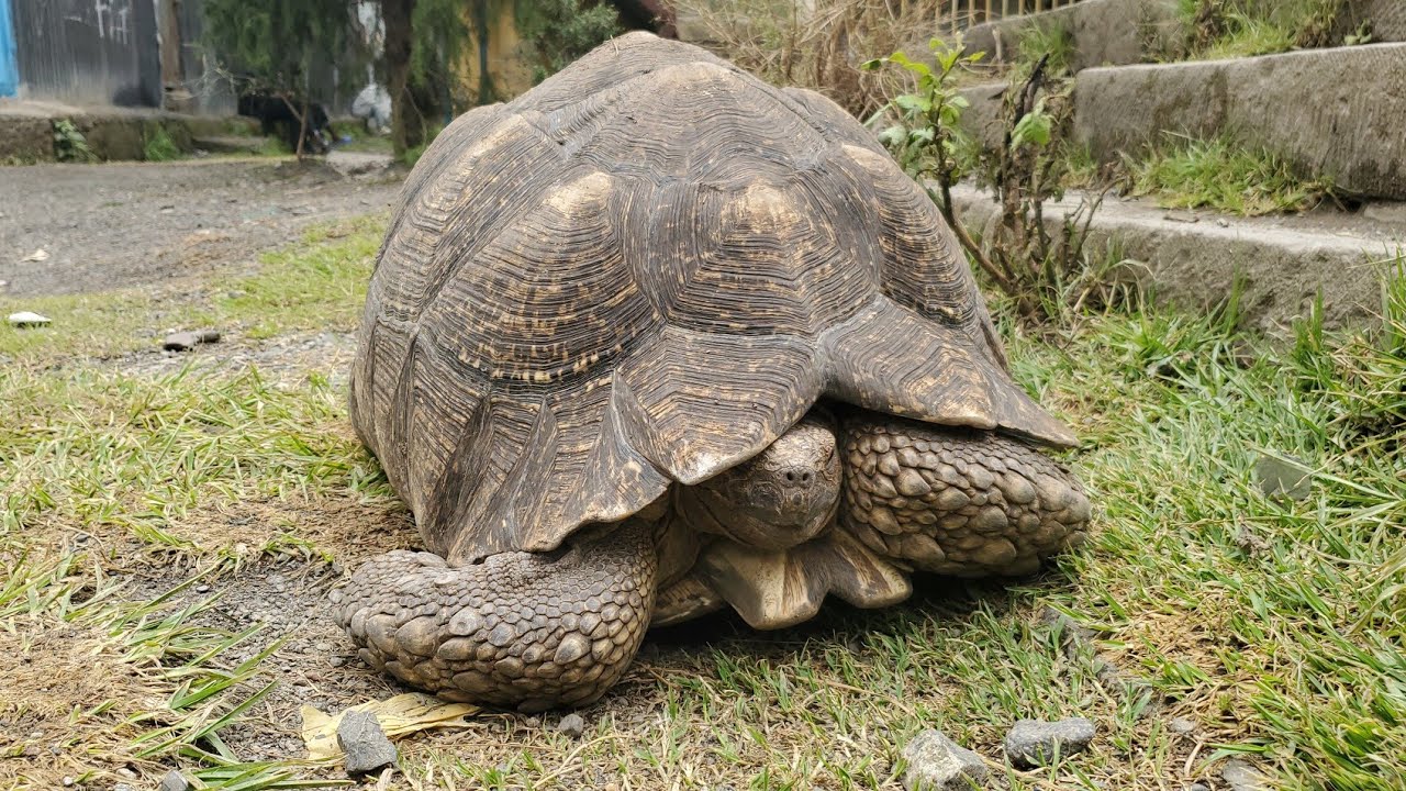 🐢 The Turtle Who Carries Time | Ancient Calendar Hidden in a Shell 🕰️