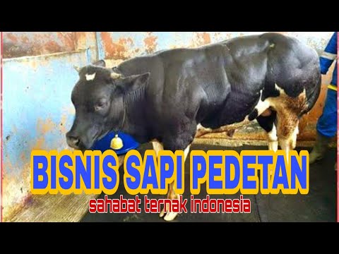 Video: Efek Pemberian Makan Sapi Transisi Jarak Jauh Dan Close-up Pada Kesehatan Rahim, Interval Anestesi Postpartum, Dan Hasil Reproduksi Pada Sapi Perah Berbasis Padang Rumput