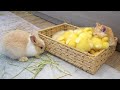 Ducklings jump into the basket to sleep with kitten loki while bunnies run around